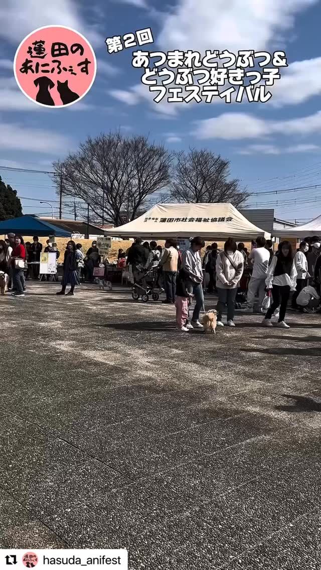 リポストになります🙇‍♀️

　

今回も参加させて頂きました🙏

　
　
アニフェスさんでの

　
　

チャリティ撮影会✨

　
　
なんと！

　
123,500円もの寄付が出来ました🙇‍♀️

　
　
　
皆さんの撮影してくれた可愛い♡が

　
　
　
保護活動の助けに繋がっていく

　
とても優しい輪が広が広がりました✨

　
ありがとうございました✨

#Repost @hasuda_anifest with @use.repost
・・・
晴天に恵まれ、無事開催することができました❗️
今年は昨年より内容もパワーアップ😚
猫の譲渡会は室内で、犬の譲渡会は広々のびのび、
キッチンカーもマルシェも数を増やし🍦
子供たちの体験ブースも充実！
イベント内で、マテ選手権やタイムトライアルの参加費、何でも相談会や写真撮影会、物販の売上からのご寄付等…合計166100円となりました！！
ご参加頂いた皆様、講師の先生やボランティアスタッフの皆様、ありがとうございました🙇‍♀️
そして、当日イベント内でお声がけを頂いたワンニャンは36匹🐶🐱✨
みんなみーんな、いいご縁がありますように🙏

👇今回参加してくれた団体さんのアカウントはこちら👇
(あいうえお順)

Angel's tale  シーズー  @_angels.tale 
チームレルヒェ  @teamlerche 
なごの家  @nekononamida119 
ハッピーワイルドキャッツ  @hwc_nya 
ペット里親会  @petsatooya 
ぼるとの隠れ家  @ramu_animal_hospital 
またたび家  @matatabike22 
わんにゃん小梅保育園  @koumehoikuenfarco 

第2回
あつまれどうぶつ&どうぶつ好きっ子フェスティバル
2025年　3月 2日 (日)  開催
場所　蓮田市役所
@hasuda_anifest 

後援　埼玉県　蓮田市　蓮田市教育委員会
主催　蓮田ロータリークラブ
　　　 らむ動物病院（ぼるとのレスキュー隊）
@hasuda_rotaryclub_saitamajp 
@ramu_animal_hospital 

#あつまれどうぶつあんどどうぶつ好きっ子フェスティバル
#どうぶつにも人にもやさしい未来に 
#蓮田のあにふぇす 
#蓮田のアニフェス
#蓮田のイベント
#ドッグイベント
#ペットイベント
#チャリティーイベント
#動物イベント
#子どもイベント
#マルシェ
#ドッグマルシェ
#職業体験 
#保護犬を家族に
#保護猫を家族に
#蓮田 
#はすだっていいな 
#こどもとおでかけ 
#ワンコとお出かけ
#ペットとお出かけ
#譲渡会 
#里親募集中 
#保護犬 
#保護猫 
#らむ動物病院 
#ぼるとの隠れ家