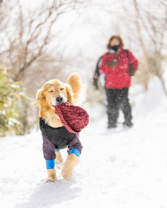 テトさん♡
　
　
　
まだまだ続きます❣️

　
　
@nature_planet.jp 
スノーシューツアー✨

　
　
永遠のパピー感のテトさんは

　
　
ママとお姉ちゃんの帽子を狙う🤣www
 
 
 
坂で転けた所に駆けつけるのは

　
　
帽子を狙っているから🤣❤️❤️❤️

　
　
パパの帽子は狙わずw
 

　
撮った後のお顔はとても満足げ🤣
 
 

終始楽しそうだった〜🥰❤️

　
　
　
この日は強風で、南極物語感が凄いけどw
　
　
　
林道に入るとどうにか風をかわせました✨

　
　
　
ツアーならではの
　
　
　
状況によってコースを決めてくれるのは

　
　
本当に心強い✨

　
　
　
終始ニコニコで

　
　
とってもハッピーなお顔を沢山見せてくれました🥰

　
　
　
ありがとう♡

　
　

ーーーーーーーーーーーーーーーー　
　

日本の四季を　　🌸🍉🍁⛄️
　

わんこと一緒に楽しみませんか！？
　

　
自然の中でわんこ達は
どんな表情になるだろう🤭❤️
　

laugh base（らーふべーす）は
　

ワハハと一緒に大笑いできる
居場所を作りたい❣️
　
そんな想いから付けました✨

　

ワハハ🎶と笑い声が

聞こえてきそうな

お写真を通して
　
　
わんこと生きる
　　　「今この瞬間」の幸せを✨

実感していただきたいと
　

思っています😊